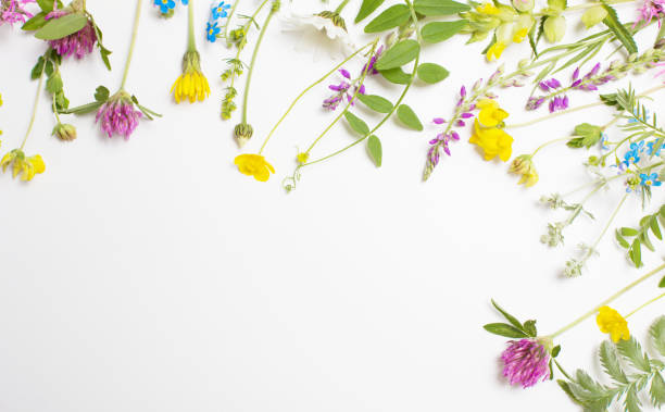 istock beautiful wild flowers on white background 1905747462