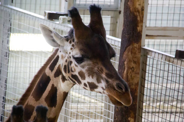 istock Portrait of a giraffe 1905772663