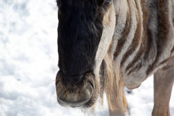 istock Close up of a wildebeest walking on snow 1905773185