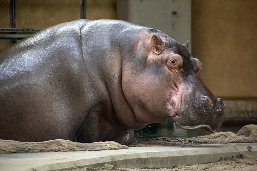 Hippopotamus walking out the pool in a zoo