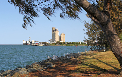 Gladstone, Queensland, Australia - October 22, 2023: Gladstone Harbour with a tree and seagulls birds in the foreground