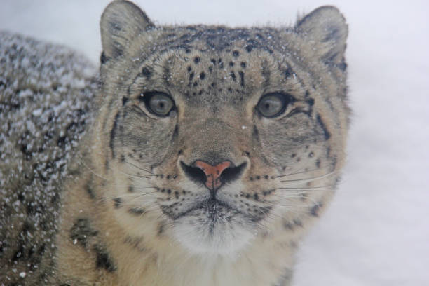 istock Portrait of a snow leopard 1905780512