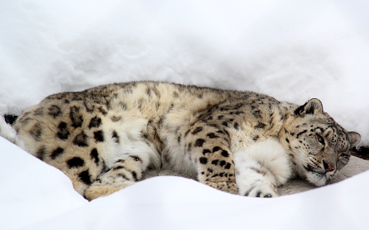 Snow leopard sleeping on ice