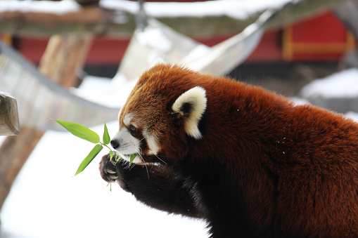 Red panda eating in a zoo during winter