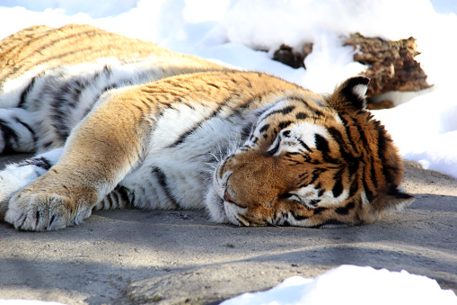 Close up of a tiger sleeping on the snowy rock