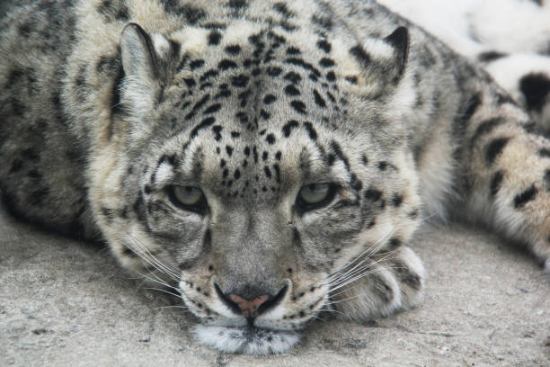 istock Look of the snow leopard 1905786788