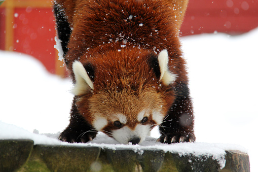 Red panda playing in snow