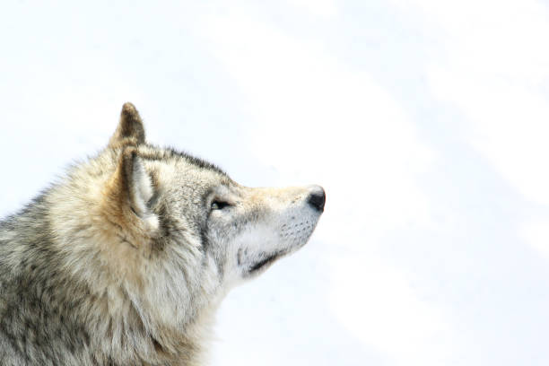 istock Look of the grey wolf 1905791438