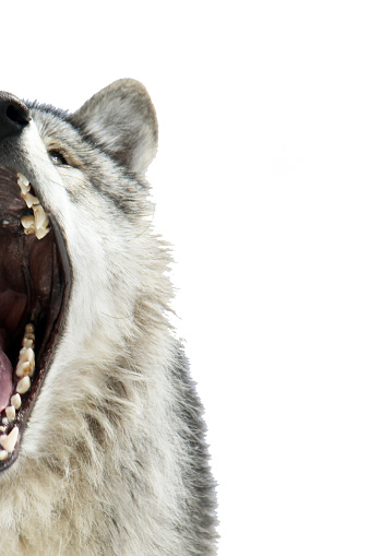 Face to face with an anger grey wolf ; Grey wolf yawning