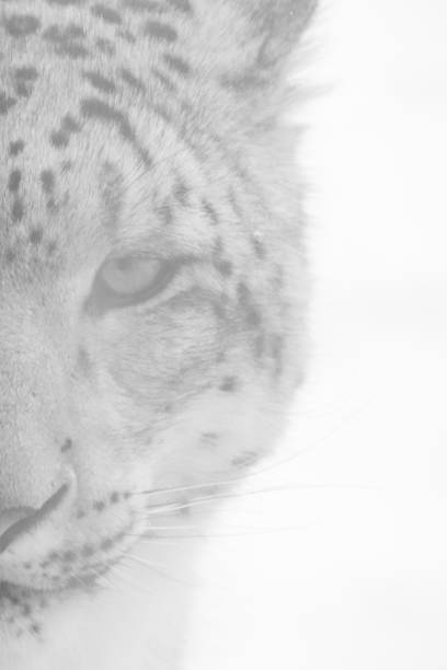 Stock photo showing close-up view of an Indian leopard (Panthera pardus fusca) relaxing, enjoying an afternoon nap in the warm sunshine.
