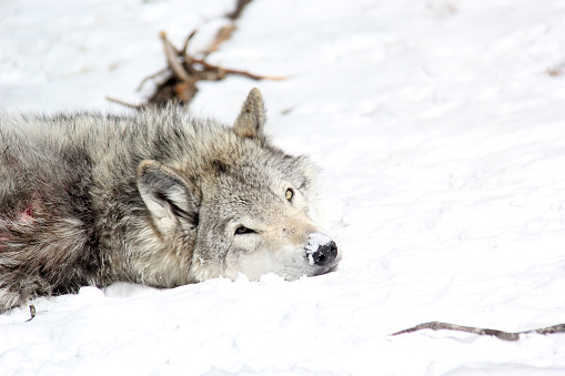 Grey wolf sleeping in snow