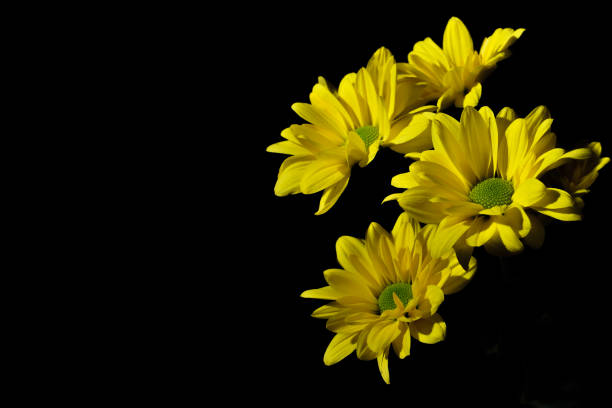 istock A Sprig of Yellow Chrysanthemum indicum Flower 1905797084