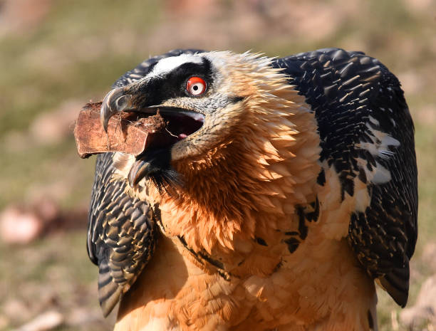 istock A bearded vulture in spain 1905802788