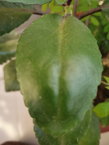 A closeup examination of the Kalanchoe, commonly known as 