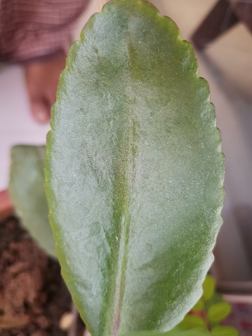 A closeup of the Kalanchoe, or 