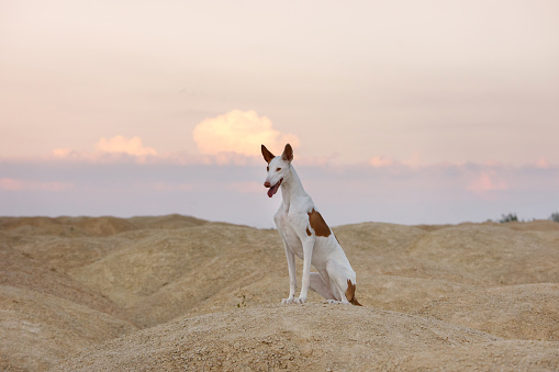 Dog posing on redrock