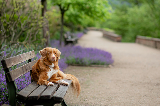 nice dog in the park near clubs with flowers. Nova Scotia Duck Tolling Retriever in lavender. Pet in nature