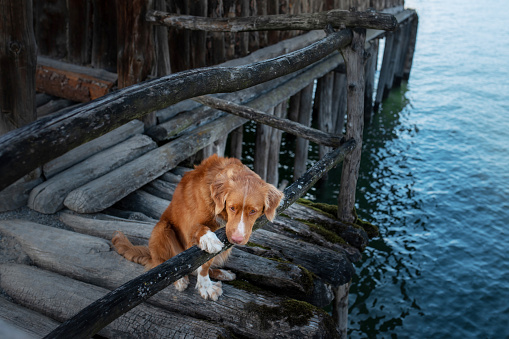 dog at the wooden house on the sea. Traveling with a pet. vacation trip. Nova Scotia Duck Tolling Retriever in nature
