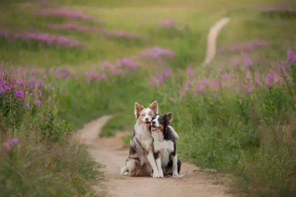 Zwei Hunde, die sich beim Spazierengehen umarmen. Haustiere in der Natur. Niedlicher Border Collie auf einem Feld in Farben. Valentinstag. Zwei Hunde, die sich beim Spazierengehen umarmen. Haustiere in der Natur. Niedlicher Border Collie auf einem Feld in Farben. Valentinstag.