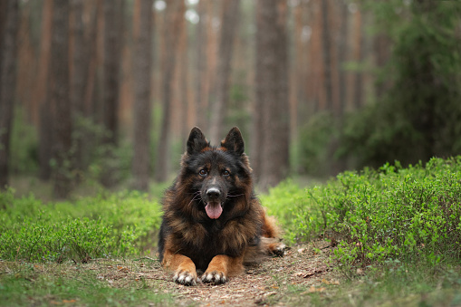 fluffy German shepherd in nature. dog outdoors in the forest