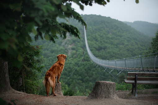 the dog at the bridge. red Nova Scotia duck tolling Retriever In the beautiful and mystical landscapes. Travelling with a pet