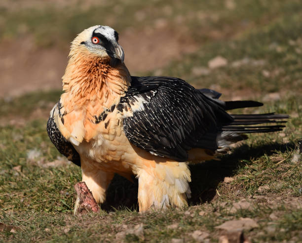 istock A bearded vulture in spain 1905816583