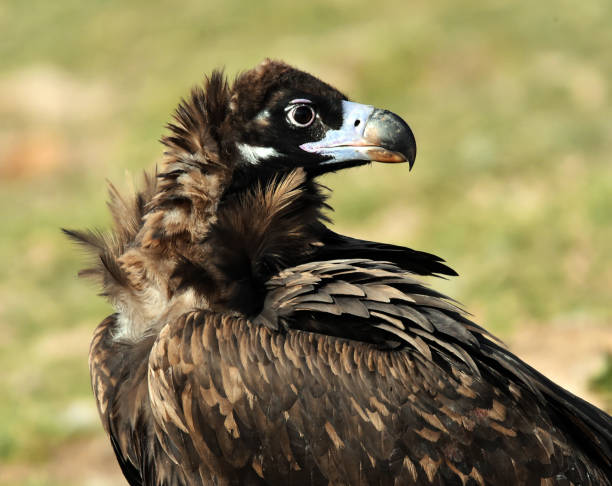 A black vulture in europa