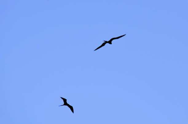 Black frigate birds flying in the blue sky at the coast on a sunny day