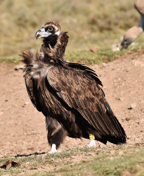 istock A black vulture in europa 1905826840