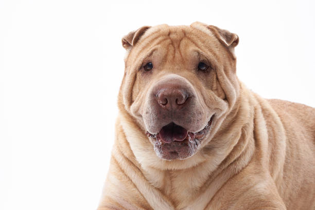 istock Shar Pei dog on white background 1905831065