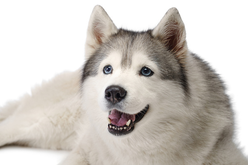 Siberian Husky with blue eyes. dog on a white background . Obedient pet