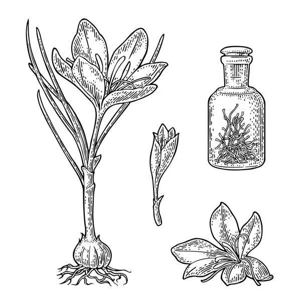 Saffron Threads Vector Free saffron Vector Images & Graphics | FreeImages