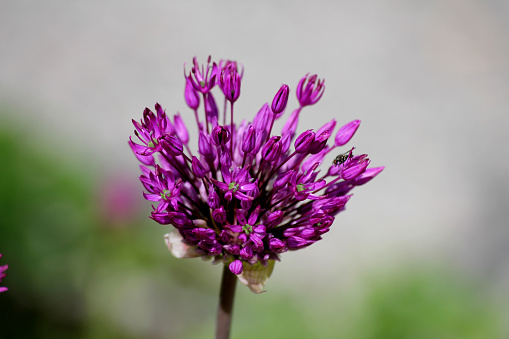 A beautiful purple ornament onion