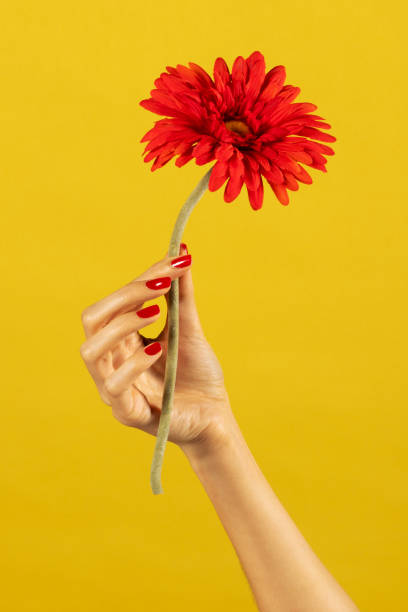 ガーベラデイジーの花を保持している女性の手を切り抜く - flower sparse single flower gerbera daisy ストックフォトと画像