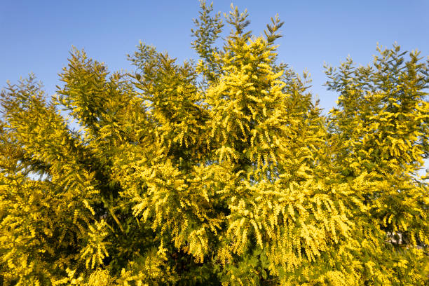 istock Photographic documentation of a flowering mimosa tree 1905846751