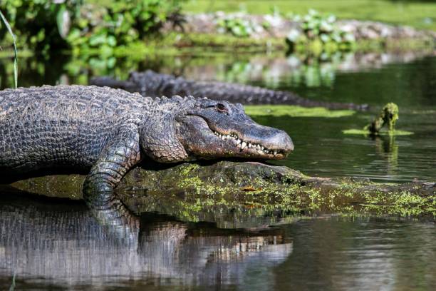 istock American Alligator in Florida 1905855570