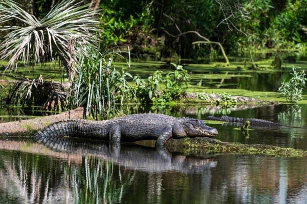 Don't Feed The Alligators Sign On A Public Park Hiking Trails