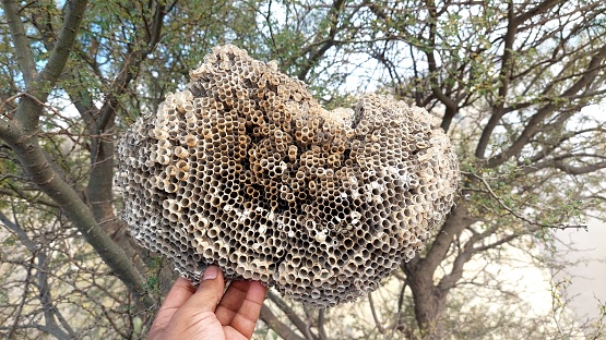 giant wild wasp large nest