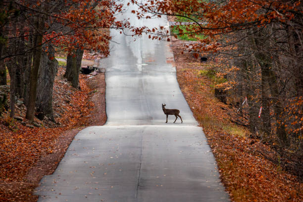 istock White-tailed deer buck (odocoileus virginianus) standing on a Wisconsin road 1905863507