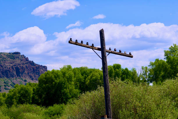 Old, worn telegraph poles with glass connectors near modern railroad tracks in Hot Sulfur Springs, Colorado.