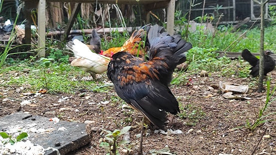 Beautiful swedish flower hen rooster crowing in a meadow.