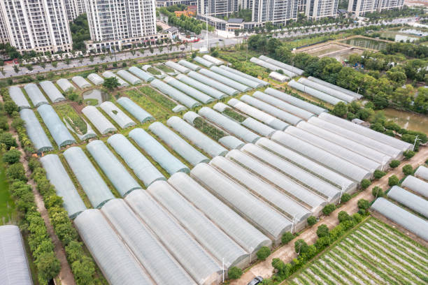 istock agricultural greenhouse vegetables 1905930726