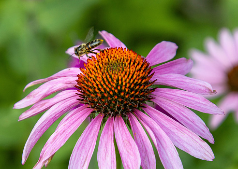 Macro of a bee on a pink coneflower blossom. save the bees pesticide free environmental protection concept.
