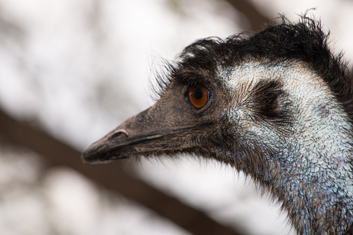 A close up of a profile of an emu face.