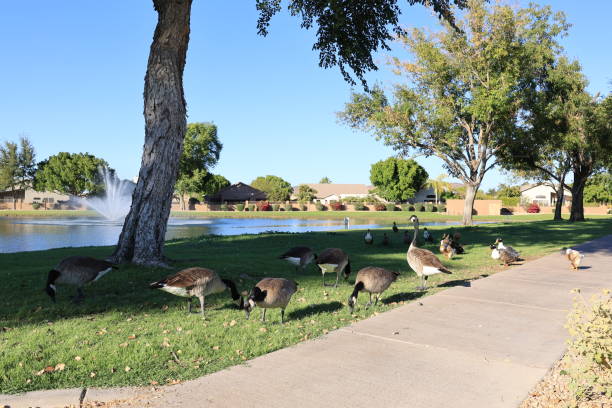 istock Canada geese and ducks graze on grass in Dos Lagos Park, Glendale, AZ 1906023025