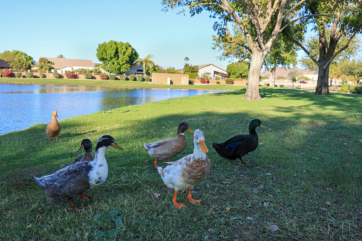 Flock of ducks waddle in green grass of south lake shore in Dos Lagos park, Glendale, Arizona