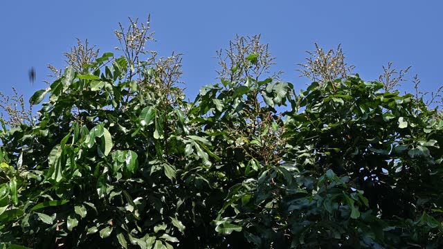 Footage of Longan tree with flowers. The nectar from the Longan flowers produces a golden-brown honey with a mild aromatic scent.