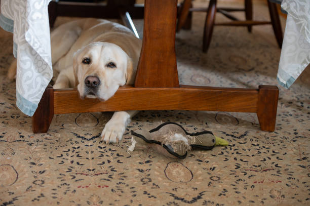 istock Cute dog seen resting under the table 1906045082