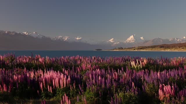 Sunset on wild lupines at Lake Pukaki, New Zealand