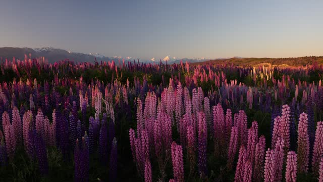 Last rays of sun wild lupines at Lake Pukaki, New Zealand